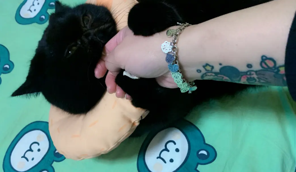 猫咪角膜腐骨用什么眼药水 猫咪角膜腐骨用什么眼药水