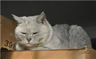 猫拉稀黄粘稠怎么办