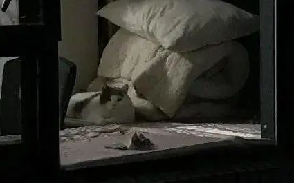 “救命！我被邻居家的猫偷窥了！”
