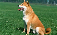 狗狗吃盐会掉毛吗？