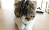 猫咪要生产时有一坨红色的是什么