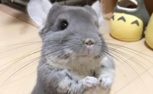 龙猫是仓鼠吗?不要混淆哦 龙猫是仓鼠吗?不要混淆哦