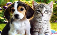猫狗跳蚤用什么药好