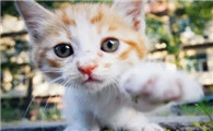 不到一个月小猫身上有跳蚤怎么办?