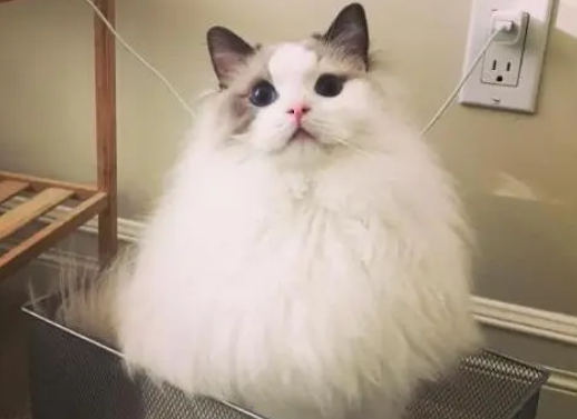 看看布偶猫聪明的话，会有哪些好处
