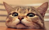 怎么判断猫生完了所有孩子