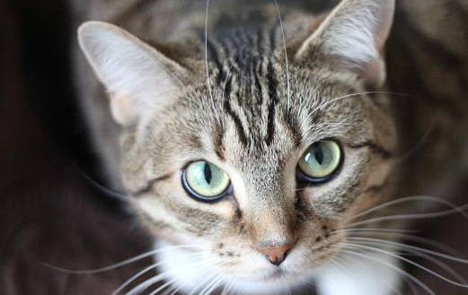 母猫生产前会一直睡觉吗 母猫生产前会一直睡觉吗