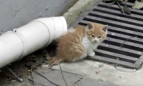 失足落入院子的小猫,以为它被母猫抛弃,谁料猫妈妈竟上门要孩子 失足落入院子的小猫,以为它被母猫抛弃,谁料猫妈妈竟上门要孩子