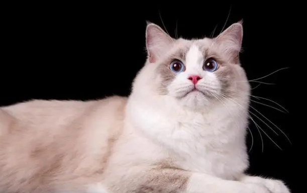 布偶猫穷养能养吗 布偶猫穷养能养吗