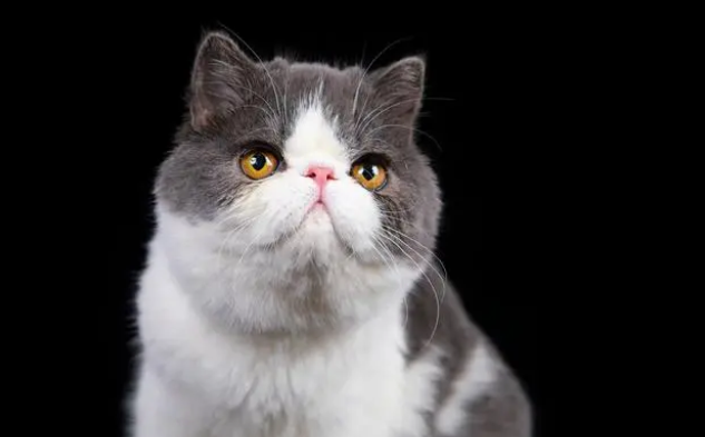 被困通风井的流浪猫,靠近后发现竟是加菲猫,小哥:只能量力而行 被困通风井的流浪猫,靠近后发现竟是加菲猫,小哥:只能量力而行