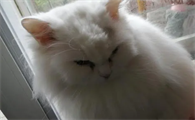 猫做绝育前后注意事项有哪些