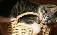 猫咪一个星期洗一次澡可以不