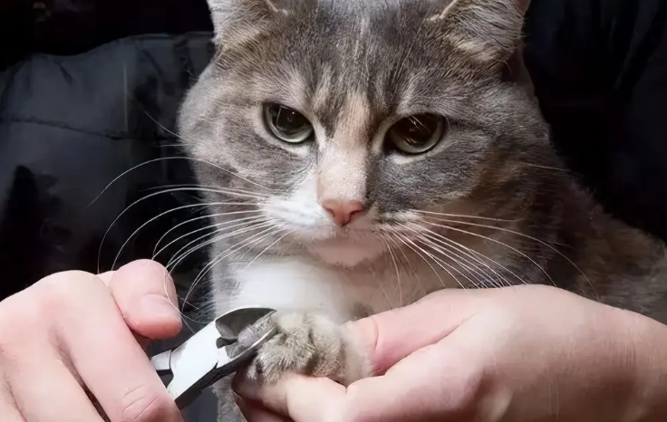 猫咪不让剪指甲很凶怎么办？正确的引导方式很重要！