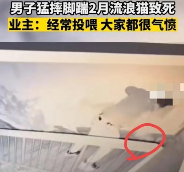 男子脚踹两个月的流浪猫致死,监控下的甩猫行为令人气愤 男子脚踹两个月的流浪猫致死,监控下的甩猫行为令人气愤