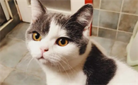 猫咪不洗澡怎么保持干净