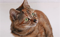 猫舔自己的脚是什么意思啊