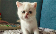 猫在沙发上拉尿什么原因引起的