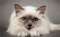猫耳朵真菌感染怎么办用什么药
