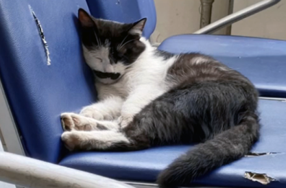 那只被人类伤害,失去两只前爪的流浪猫,被救后依然选择信任人类 那只被人类伤害,失去两只前爪的流浪猫,被救后依然选择信任人类