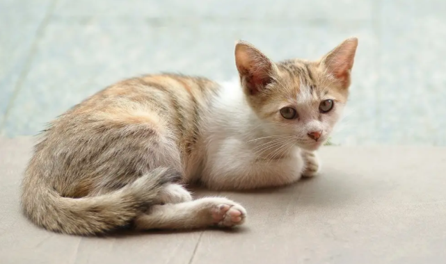 猫喷杀虫剂中毒症状表现