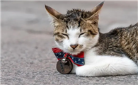 猫咪撒尿很黄是什么原因造成的