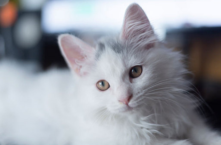 猫下眼睑内翻必须要做手术吗