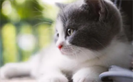 人感冒会传染给猫吗