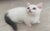 净梵猫是什么品种