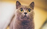 猫的尿道炎要吃多长时间药才能好