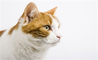 猫一顿吃多少猫粮