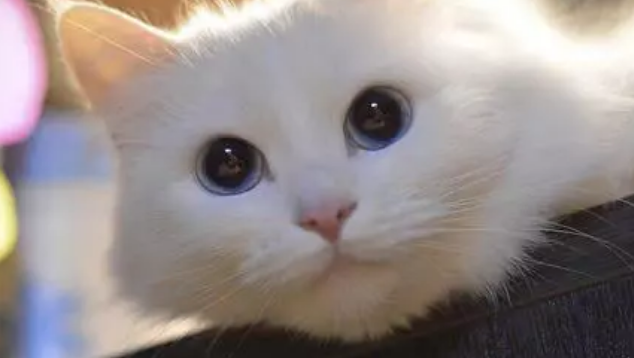 猫咪感冒吃什么药