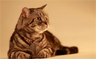 猫呼吸肚子起伏正常吗？