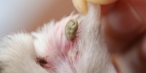 怎么帮狗狗除蚤？天然疗法和食疗法你需要get一下