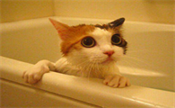猫咪脖子后面突然没了一大块毛怎么回事