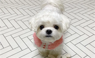 马尔济斯犬几个月定型？这篇文章告诉你答案！