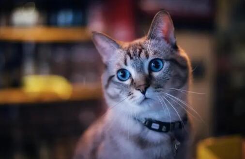 经常换猫粮会不会对猫咪不好 经常换猫粮会不会对猫咪不好