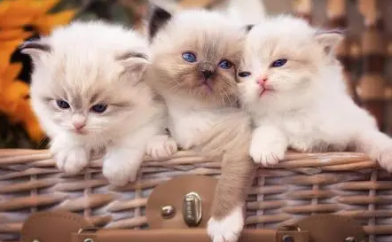 猫生完一个月又怀孕了怎么回事