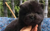 松狮犬多少钱一只黑色幼犬
