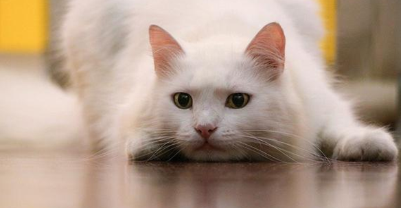 宠物猫晕车是什么症状 宠物猫晕车是什么症状