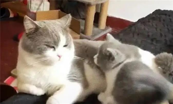 老猫接受新猫前兆