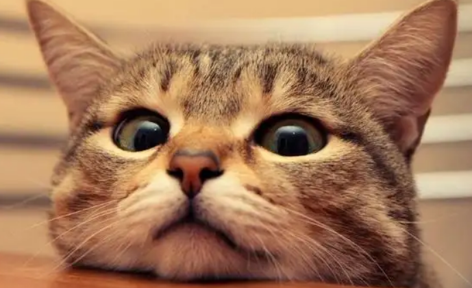 公猫绝育了为什么还会骑母猫公猫绝育了为什么还会骑母猫?块来看看吧 公猫绝育了为什么还会骑母猫公猫绝育了为什么还会骑母猫?块来看看吧