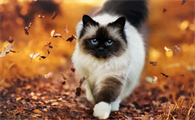 小猫多大可以驱虫