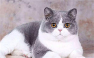 猫的换毛季节是什么时候开始