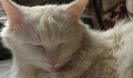 猫咪为啥一睡醒就找人?它在表达这几种需求 猫咪为啥一睡醒就找人?它在表达这几种需求