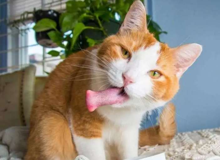 猫咪能不能闻蚊香的味道 猫咪能不能闻蚊香的味道