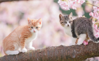 怎么分辨猫的公母