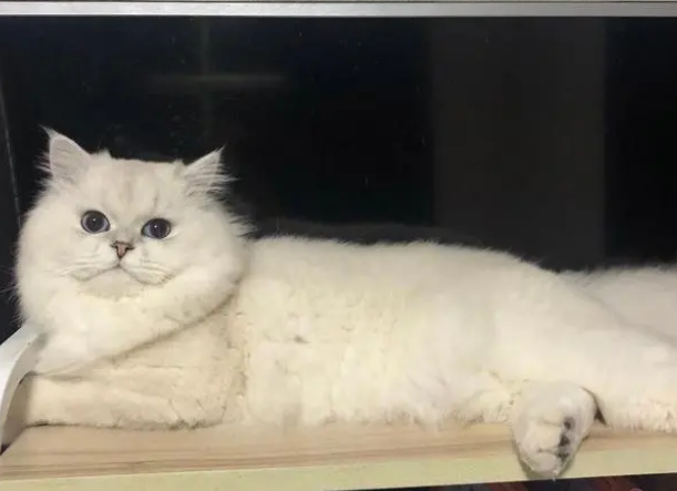小猫眼眶红了一圈怎么办 小猫眼眶红了一圈怎么办