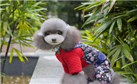 迷你贵宾犬多少钱一只