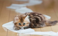 猫瘟对人有影响吗