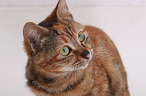 猫舔自己的脚是什么意思啊 猫舔自己的脚是什么意思啊